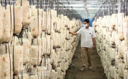 Công nghệ tưới thông minh nâng cao hiệu quả trồng nấm