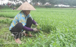 Hiệu quả từ chuyên canh rau muống