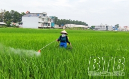 Hưng Hà: Phát động đợt phòng, trừ sâu bệnh bảo vệ lúa mùa từ ngày 22 - 25/8