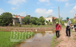 Hướng tới sản xuất lúa hữu cơ ở Nam Cường