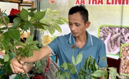 Lễ hội sâm Ngọc Linh góp phần bảo tồn và phát huy giá trị văn hóa truyền thống