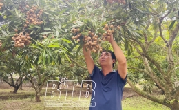 Mùa nhãn ở Hồng An