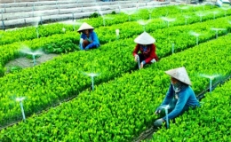 Phát triển hợp tác xã nông nghiệp: Một số nhiệm vụ, giải pháp