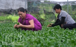 Phát triển kinh tế từ rau gia vị