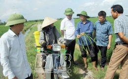 Quỳnh Phụ: 100% diện tích lúa mùa được phun thuốc phòng, trừ sâu bệnh