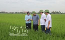 Theo sát đồng ruộng, kịp thời phòng, trừ sâu bệnh hại lúa mùa
