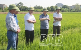 Tiếp tục bám sát đồng ruộng, kịp thời phòng, trừ sâu bệnh hại cuối vụ