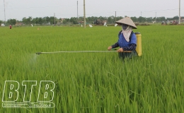 Vũ Thư: Phun phòng, trừ sâu cuốn lá nhỏ cho gần 7.600 ha lúa mùa từ ngày 20 - 24/8