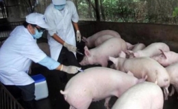 Xuất khẩu vaccine phòng bệnh dịch tả lợn châu Phi sang Philippines, Indonesia