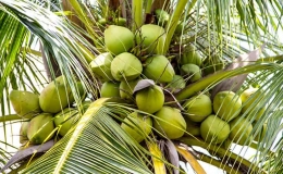 Dừa tươi sẽ xuất khẩu chính ngạch sang Trung Quốc