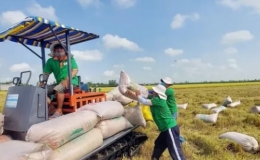 Gạo Việt Nam giữ ngôi đầu tại Đông Nam Á