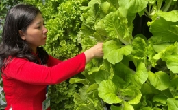 Hàng triệu giống chất lượng cao được cung cấp ra thị trường