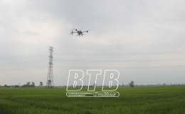 Kiến Xương: 95% diện tích lúa mùa cần phun trừ sâu cuốn lá nhỏ