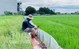 Kiến Xương: Triển khai công tác phòng, trừ sâu bệnh bảo vệ lúa mùa và chuẩn bị cho sản xuất vụ đông năm 2024