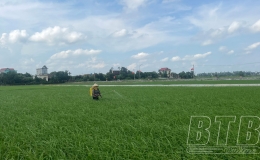 Quỳnh Phụ: Từ ngày 6 - 8/8 tập trung phun trừ sâu đục thân 2 chấm