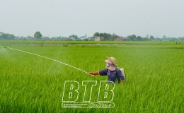 Thái Thụy: Phát động đợt phòng, trừ sâu bệnh từ ngày 24 - 26/8