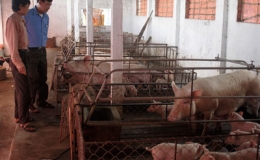 Cách làm giàu của nông dân Hồng An