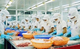 Xuất khẩu tôm sang EU phục hồi