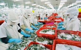 Xuất khẩu tôm sang EU phục hồi