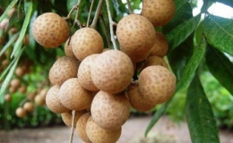 Hỗ trợ vải, nhãn xuất khẩu vào Mỹ