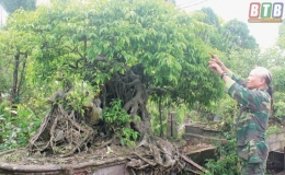 Ông Toan cây cảnh