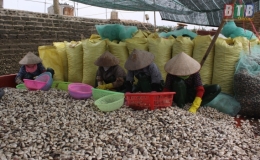Thăng trầm “phận” ngao (kỳ 4)