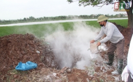 Đông Hưng: Gần 80% số xã công bố hết bệnh dịch tả lợn châu Phi