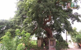 Làng An Để - Làng Di sản