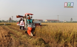 Gieo trồng gần 4.000ha cây vụ đông
