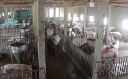 Chênh lệch cao giữa giá lợn miền Bắc và miền Nam
