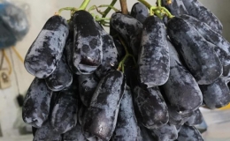 Thực phẩm Mỹ ồ ạt về Việt Nam
