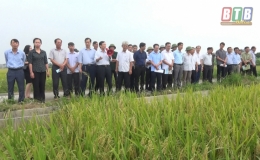 Hội nghị đầu bờ đánh gia mô hình sản xuất lúa sạch sử dụng phân bón hữu cơ vi sinh