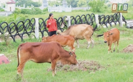 Phụ nữ Thái Thụy vươn lên từ vốn vay ưu đãi