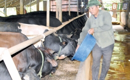 Làm giàu từ nuôi bò 3B