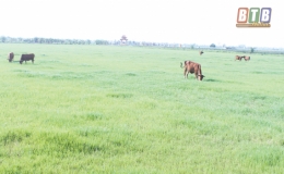 Giải bài toán nông dân bỏ ruộng (Kỳ 1)