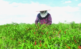 Kiến Xương: Chuyển biến từ liên kết sản xuất, tiêu thụ sản phẩm