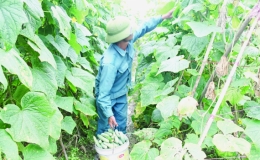 Giải bài toán nông dân bỏ ruộng (Kỳ 2)