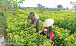 Chí Hòa: Chuyển đổi cơ cấu giống cây trồng hiệu quả
