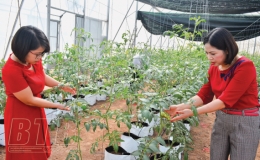 Công ty Cổ phần Thương mại tổng hợp Toan Vân đồng hành cùng nông dân