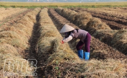 Toàn tỉnh đã gieo trồng 7.375ha cây vụ đông