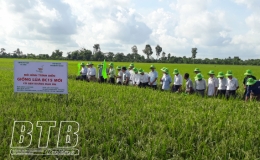 Đánh giá giống lúa BC15 kháng đạo ôn