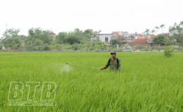 Đông Hưng: Phát động phun thuốc phòng trừ sâu đục thân 2 chấm