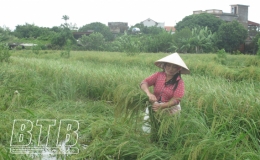 Gần 200ha lúa gãy đổ do mưa lớn
