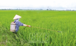 Ghi nhận sau chiến dịch phòng, trừ sâu bệnh
