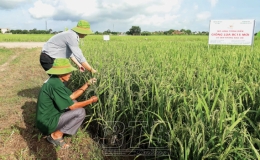 Hiệu quả giống lúa BC15 kháng đạo ôn