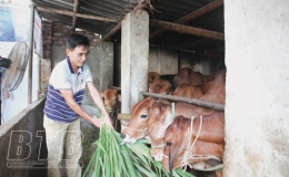Hiệu quả mô hình nuôi vỗ béo bò thịt