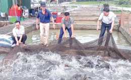 Hưng Hà phát triển sản xuất nông nghiệp theo hướng hàng hóa