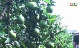 Hướng đột phá trong sản xuất nông nghiệp của Đông Hưng