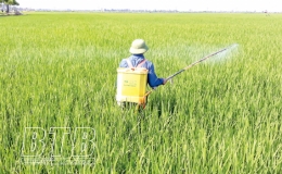 Kiến Xương: Tập trung bảo vệ lúa mùa