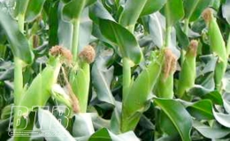 Kỹ thuật trồng, chăm sóc cây ngô giai đoạn đầu